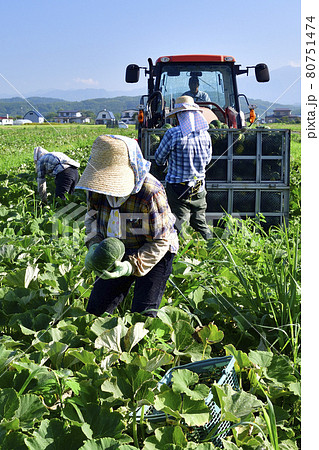 夏の北海道厚沢部町でかぼちゃの収穫作業の風景を撮影 夏の北海道厚沢部町でかぼちゃの収穫作業の風景を撮影 80751474