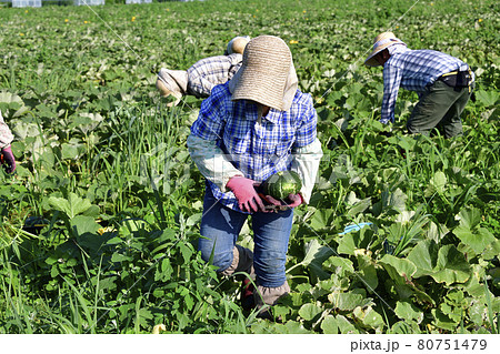 夏の北海道厚沢部町でかぼちゃの収穫作業の風景を撮影 夏の北海道厚沢部町でかぼちゃの収穫作業の風景を撮影 80751479