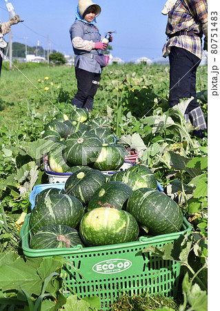 夏の北海道厚沢部町でかぼちゃの収穫作業の風景を撮影 夏の北海道厚沢部町でかぼちゃの収穫作業の風景を撮影 80751483