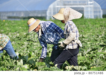 夏の北海道厚沢部町でかぼちゃの収穫作業の風景を撮影 夏の北海道厚沢部町でかぼちゃの収穫作業の風景を撮影 80751486