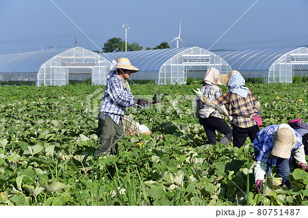 夏の北海道厚沢部町でかぼちゃの収穫作業の風景を撮影 夏の北海道厚沢部町でかぼちゃの収穫作業の風景を撮影 80751487