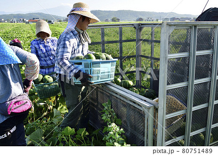 夏の北海道厚沢部町でかぼちゃの収穫作業の風景を撮影 夏の北海道厚沢部町でかぼちゃの収穫作業の風景を撮影 80751489