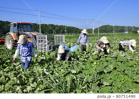 夏の北海道厚沢部町でかぼちゃの収穫作業の風景を撮影 夏の北海道厚沢部町でかぼちゃの収穫作業の風景を撮影 80751490