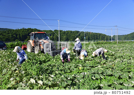 夏の北海道厚沢部町でかぼちゃの収穫作業の風景を撮影 夏の北海道厚沢部町でかぼちゃの収穫作業の風景を撮影 80751492