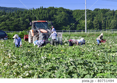 夏の北海道厚沢部町でかぼちゃの収穫作業の風景を撮影 夏の北海道厚沢部町でかぼちゃの収穫作業の風景を撮影 80751494
