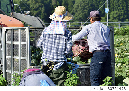 夏の北海道厚沢部町でかぼちゃの収穫作業の風景を撮影 夏の北海道厚沢部町でかぼちゃの収穫作業の風景を撮影 80751498