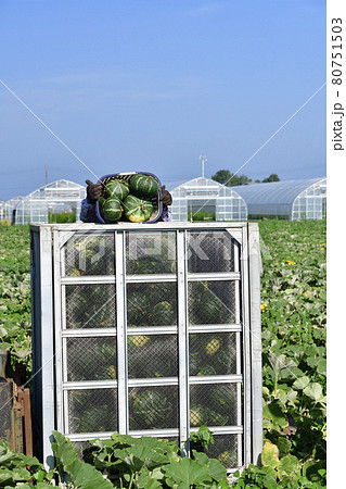 夏の北海道厚沢部町でかぼちゃの収穫作業の風景を撮影 夏の北海道厚沢部町でかぼちゃの収穫作業の風景を撮影 80751503
