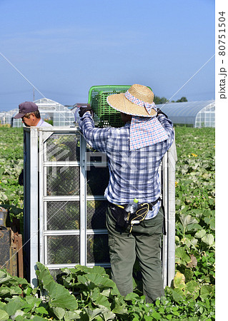 夏の北海道厚沢部町でかぼちゃの収穫作業の風景を撮影 夏の北海道厚沢部町でかぼちゃの収穫作業の風景を撮影 80751504