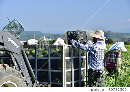 夏の北海道厚沢部町でかぼちゃの収穫作業の風景を撮影 夏の北海道厚沢部町でかぼちゃの収穫作業の風景を撮影 80751505