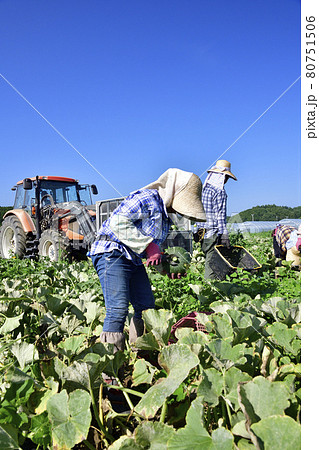 夏の北海道厚沢部町でかぼちゃの収穫作業の風景を撮影 夏の北海道厚沢部町でかぼちゃの収穫作業の風景を撮影 80751506