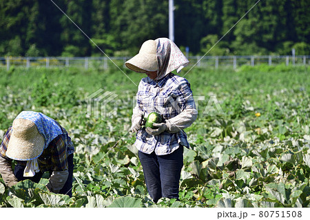 夏の北海道厚沢部町でかぼちゃの収穫作業の風景を撮影 夏の北海道厚沢部町でかぼちゃの収穫作業の風景を撮影 80751508