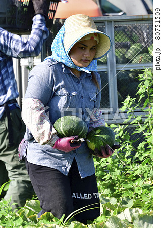 夏の北海道厚沢部町でかぼちゃの収穫作業の風景を撮影 夏の北海道厚沢部町でかぼちゃの収穫作業の風景を撮影 80751509