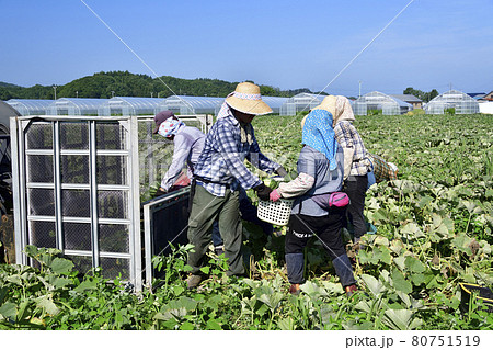 夏の北海道厚沢部町でかぼちゃの収穫作業の風景を撮影 夏の北海道厚沢部町でかぼちゃの収穫作業の風景を撮影 80751519