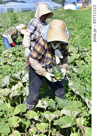 夏の北海道厚沢部町でかぼちゃの収穫作業の風景を撮影 夏の北海道厚沢部町でかぼちゃの収穫作業の風景を撮影 80751522
