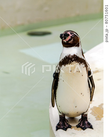 かわいいフンボルトペンギンの写真素材