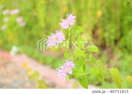 ワイルドベルガモットの花 80751815