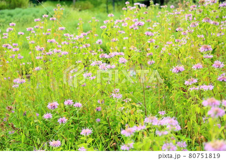 ワイルドベルガモットの花 ワイルドベルガモットの花 80751819