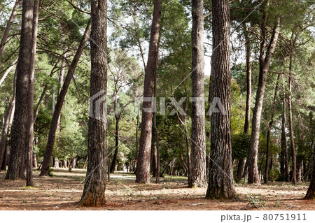 Pine forest on a sunny day. Beautiful landscape of pine forest in summer day. Nature Wallpaper. The tall trees of the pine trees growing in the old forest. High quality color photo Pine forest on a sunny day. Beautiful landscape of pine forest in summer day. Nature Wallpaper. The tall trees of the pine trees growing in the old forest. High quality color photo 80751911