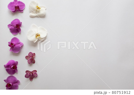 Orchids flowers on white background close up. Phalaenopsis orchid flowers of white color and purple color on a white background. Orchid Flower Background. High quality photo Orchids flowers on white background close up. Phalaenopsis orchid flowers of white color and purple color on a white background. Orchid Flower Background. High quality photo 80751912