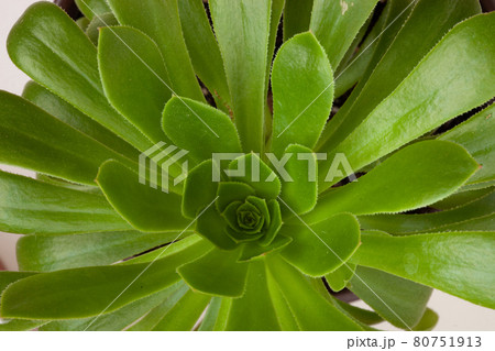 Aeonium Canariense beautiful rosette of green leaves, close up. Succulent plants of Aeonium Arboreum. High quality photo Aeonium Canariense beautiful rosette of green leaves, close up. Succulent plants of Aeonium Arboreum. High quality photo 80751913