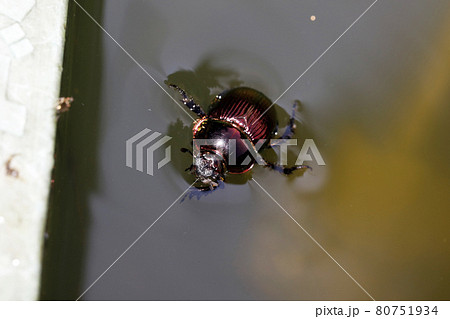 オオセンチコガネ 80751934