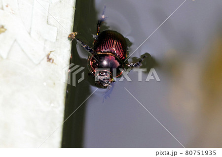 オオセンチコガネ 80751935