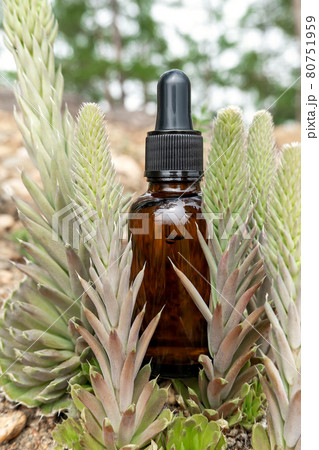 One brown glass dropper bottle with serum, essential oil or other cosmetic product and succulent flowers outdoors. Natural Organic Spa Cosmetic Beauty concept 80751959
