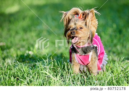 Dog in clothes, female Yorkshire terrier wearing pink dress. 80752178