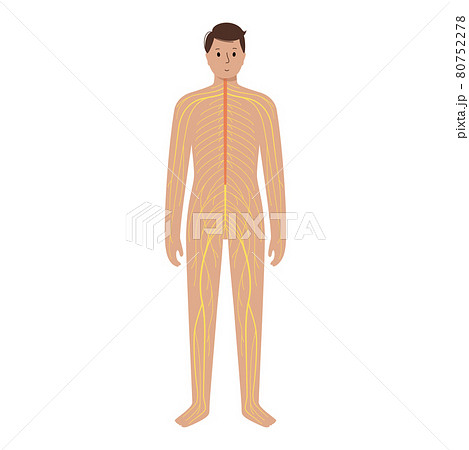 Human nervous system Human nervous system 80752278