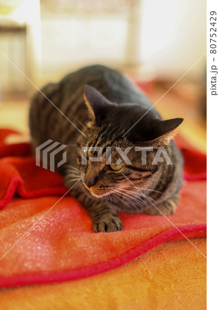 赤いクッションの上で伏せる猫 赤いクッションの上で伏せる猫 80752429