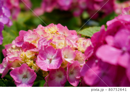 小岩菖蒲園のピンクの紫陽花【6月】 小岩菖蒲園のピンクの紫陽花【6月】 80752641