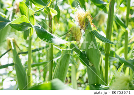 とうもろこし農園　とうもろこし 80752671