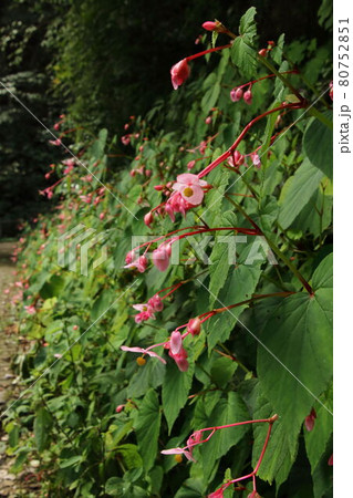毛呂山町宿谷川の秋海棠 80752851