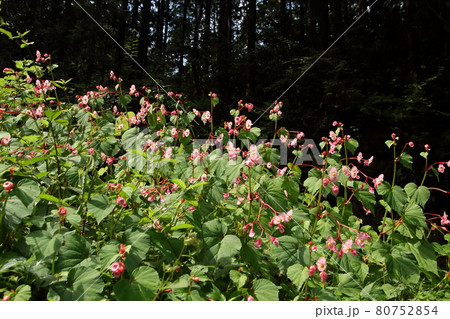 毛呂山町宿谷川の秋海棠 80752854