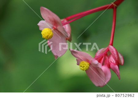 毛呂山町宿谷川の秋海棠 80752962