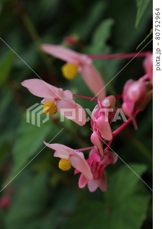 毛呂山町宿谷川の秋海棠 80752964