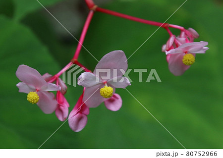 毛呂山町宿谷川の秋海棠 毛呂山町宿谷川の秋海棠 80752966
