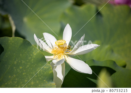 蓮の花 蓮の花 80753215