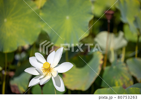 蓮の花 蓮の花 80753263