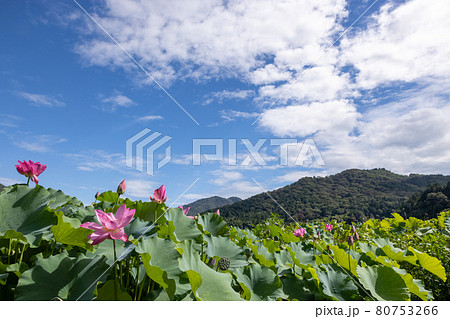 蓮の花と青空 蓮の花と青空 80753266