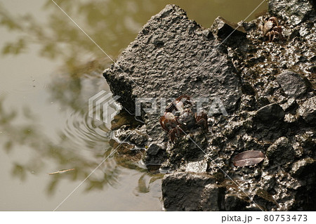 雨上がりの河原に現れたクロベンケイガニ 80753473