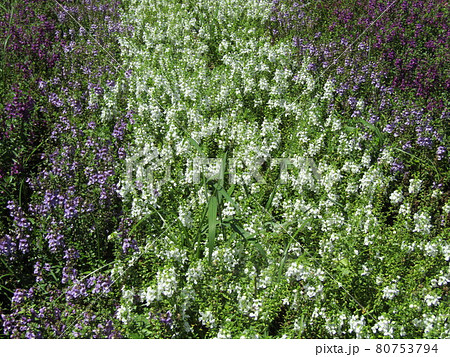 アンゲロニアの白色と青色の花 アンゲロニアの白色と青色の花 80753794