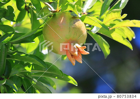 色づき始めたザクロの実の写真素材