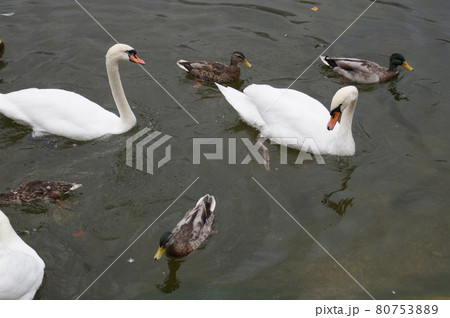 オーストリア ハルシュタット湖の白鳥 オーストリア ハルシュタット湖の白鳥 80753889