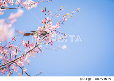 坂戸北浅羽桜堤公園の桜とヒヨドリ 80754019