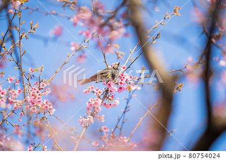 坂戸北浅羽桜堤公園の桜とヒヨドリ 坂戸北浅羽桜堤公園の桜とヒヨドリ 80754024