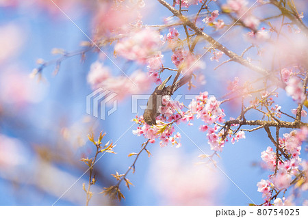 坂戸北浅羽桜堤公園の桜とヒヨドリ 80754025