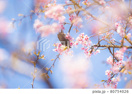 坂戸北浅羽桜堤公園の桜とヒヨドリ 80754026