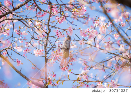 坂戸北浅羽桜堤公園の桜とヒヨドリ 80754027