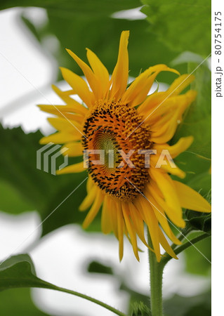 ヒマワリ 80754175